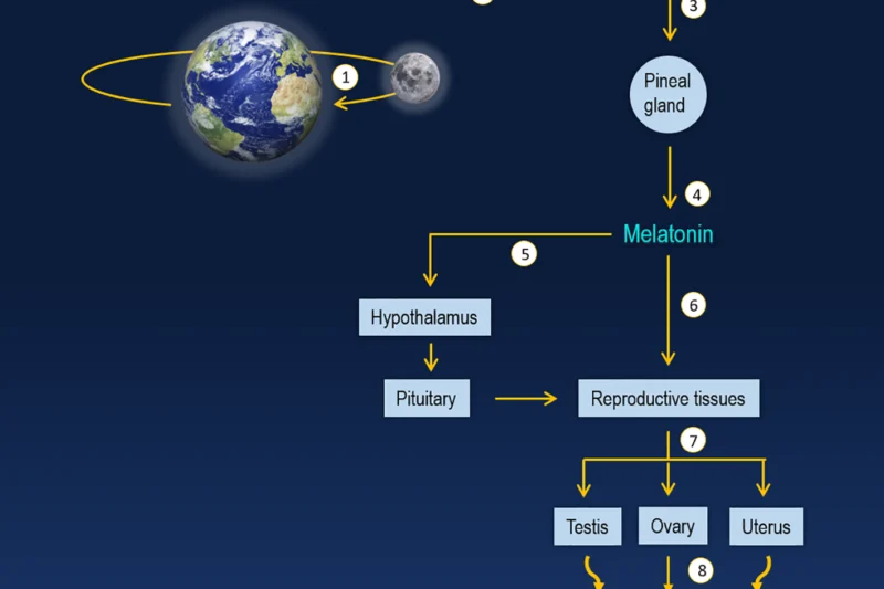 Effects of the Full Moon in January on Winter Crop Growth Cycles in Northern Hemisphere Agriculture Detailed Analysis